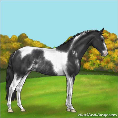 Horse Color:Black Sabino Tobiano Rabicano 