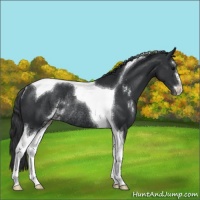 Horse Color:Black Sabino Tobiano Rabicano 