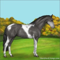 Horse Color:Black Sabino Tobiano Rabicano 
