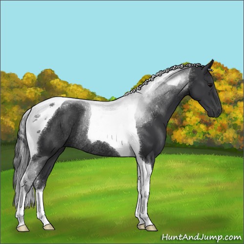 Horse Color:Black Sabino Tobiano Rabicano