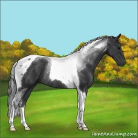 Horse Color:Black Sabino Tobiano Rabicano 