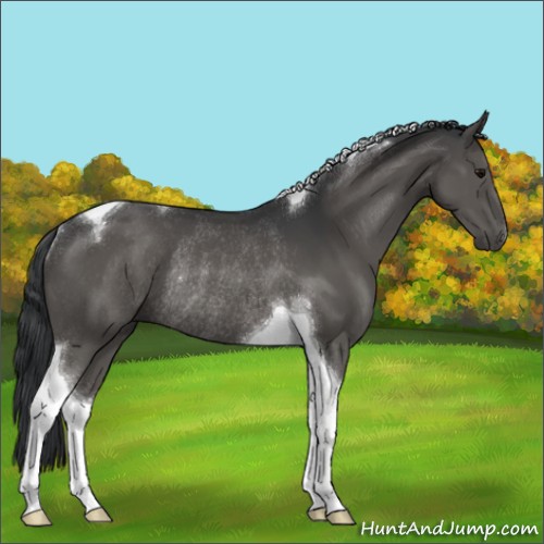 Horse Color:Black Tobiano Rabicano 