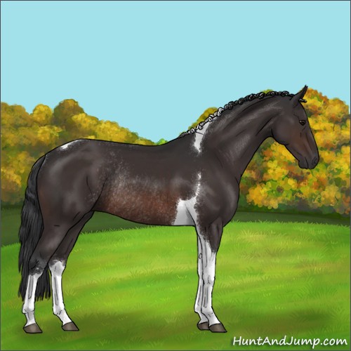 Horse Color:Brown Sabino Tobiano Rabicano 