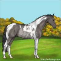 Horse Color:Black Tobiano Rabicano 