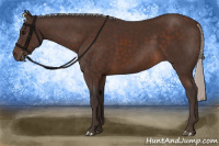 Horse Color:Silver Brown Sabino 