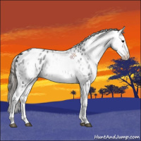Horse Color:White Spotted Black Blanket