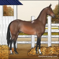 Horse Color:Bay 