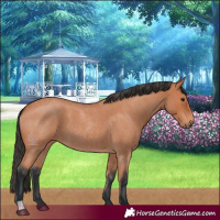 Horse Color:Bay Roan 