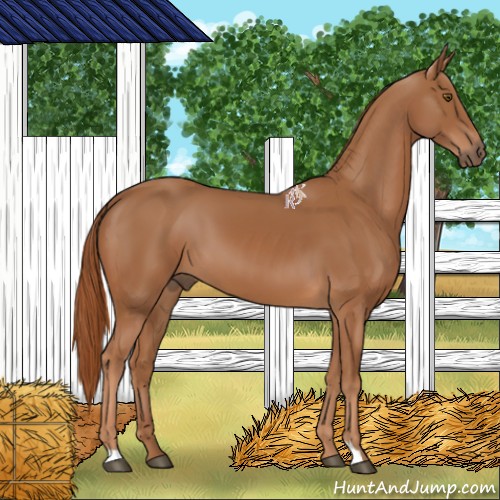 Horse Color:Chestnut 
