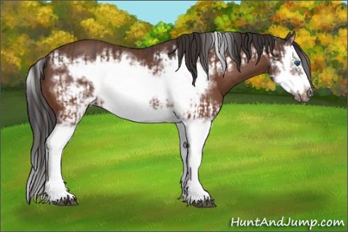 Horse Color:Bay Splash Frame  and Bay Splash Frame 