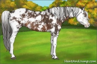 Horse Color:Liver Chestnut Sabino 