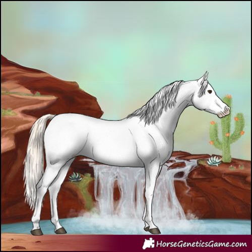 Horse Color:Palomino Near Leopard 