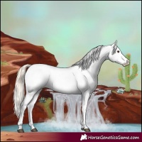 Horse Color:Palomino Appaloosa