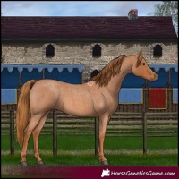Horse Color:Red Roan