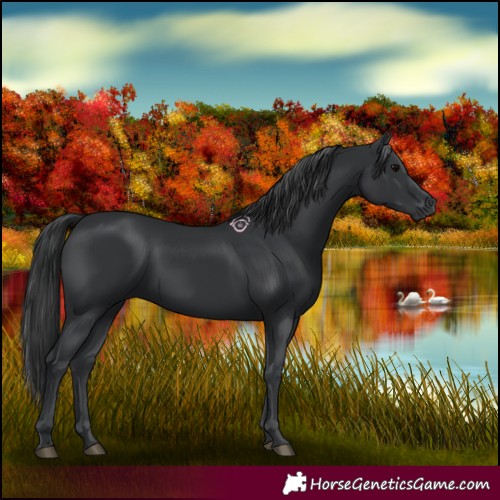 Horse Color:Black 
