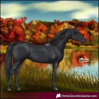 Horse Color:Black 