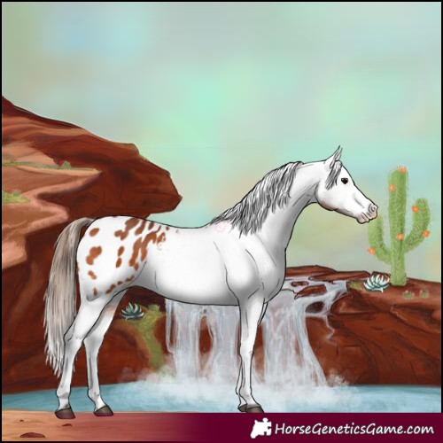 Horse Color:Bay Appaloosa 