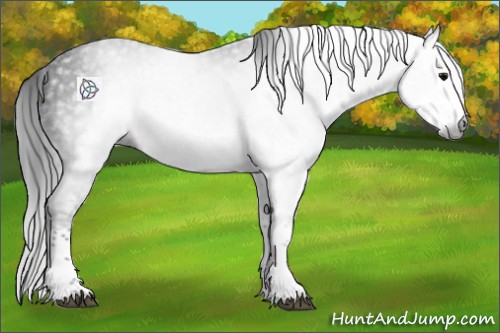 Horse Color:Gray Black Sabino 