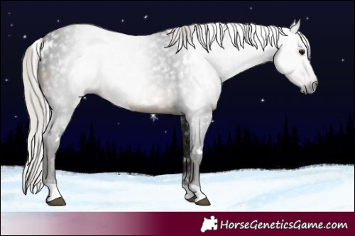 Horse Color:Gray White Spotted Silver Brown 