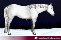 Horse Color:Gray White Spotted Silver Brown 