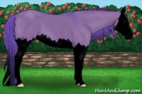 Horse Color:Void Watercolor Grullo Splash 