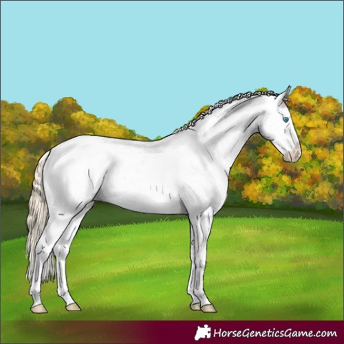 Horse Color:Gold Champagne Pearl Appaloosa 