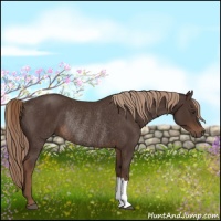 Horse Color:Liver Chestnut Rabicano 