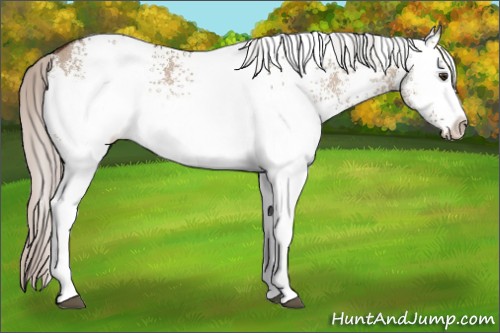 Horse Color:White Spotted Silver Brown Dun 