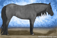 Horse Color:Blue Roan