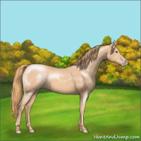 Horse Color:Gold Champagne Sabino 