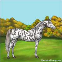 Horse Color:Grullo Appaloosa