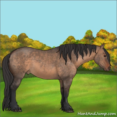 Horse Color:Brown Dun  and Brown Dun 