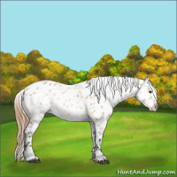 Horse Color:Bay Dun Appaloosa Rabicano 