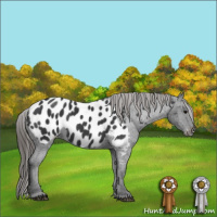Horse Color:Black Appaloosa