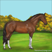 Horse Color:Buckskin Tobiano 