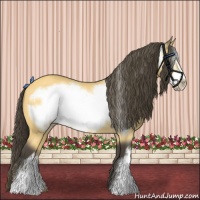Horse Color:Buckskin Frame 