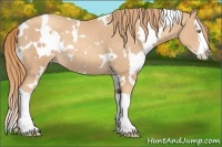 Horse Color:White Spotted Gold Champagne Splash Rabicano 