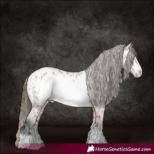 Horse Color:Bay Roan Frame Appaloosa 