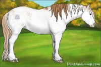 Horse Color:Chestnut Sabino 