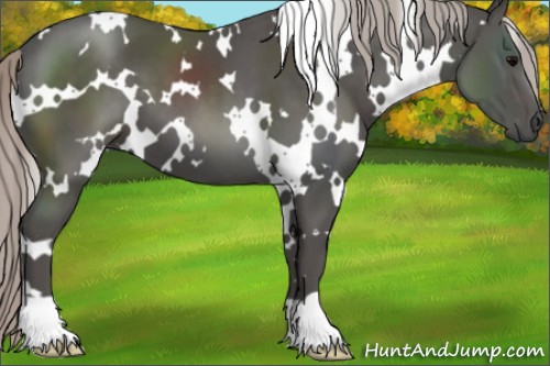 Horse Color:White Spotted Silver Black 
