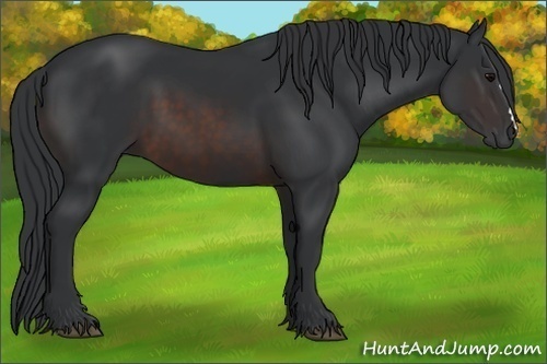 Horse Color:Brown 