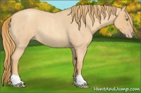 Horse Color:Gold Champagne Roan Rabicano 