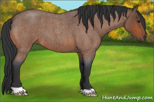 Horse Color:Bay Roan