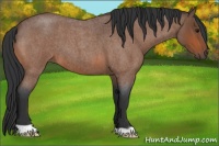 Horse Color:Bay Roan 