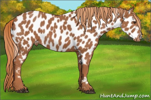 Horse Color:Chestnut Appaloosa 