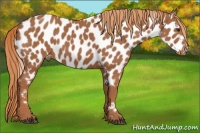 Horse Color:Chestnut Appaloosa