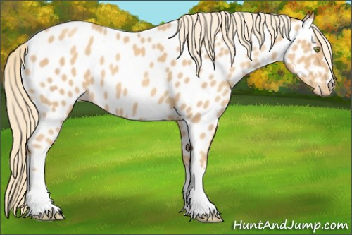 Horse Color:Gold Champagne Appaloosa 
