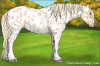 Horse Color:Gold Champagne Appaloosa