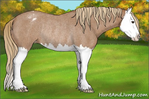 Horse Color:Red Roan Splash Appaloosa Rabicano