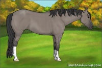 Horse Color:Grullo Roan 